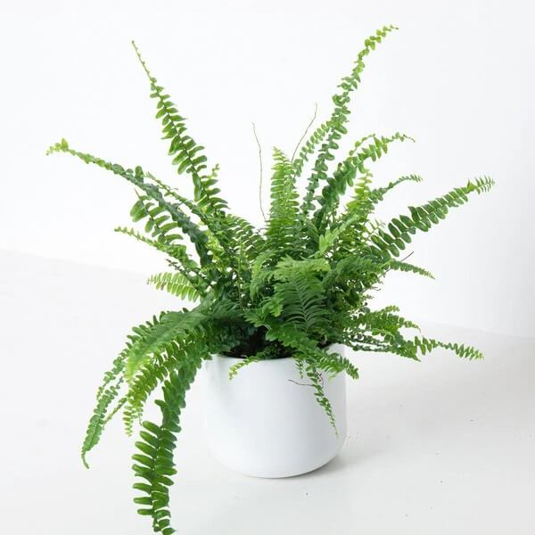 Boston Fern plant