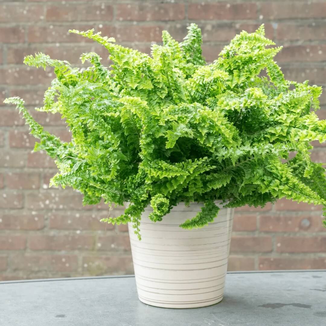 Boston Fern plant