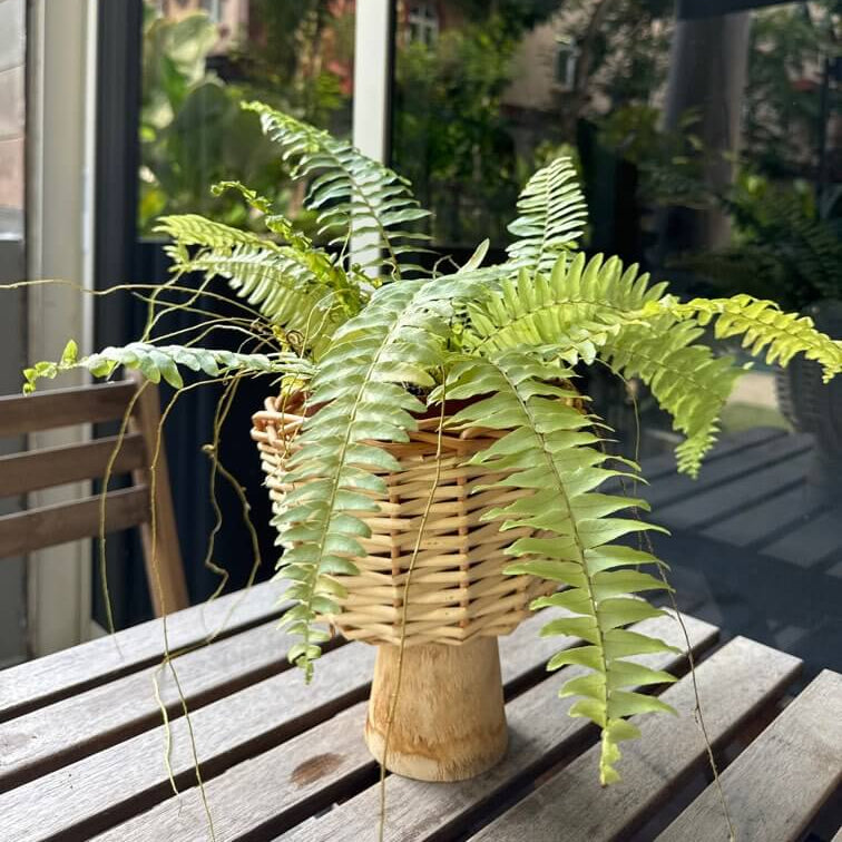 Boston Fern plant