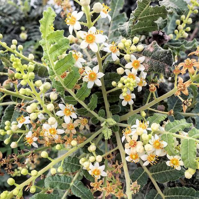 Boswellia Sacra plant
