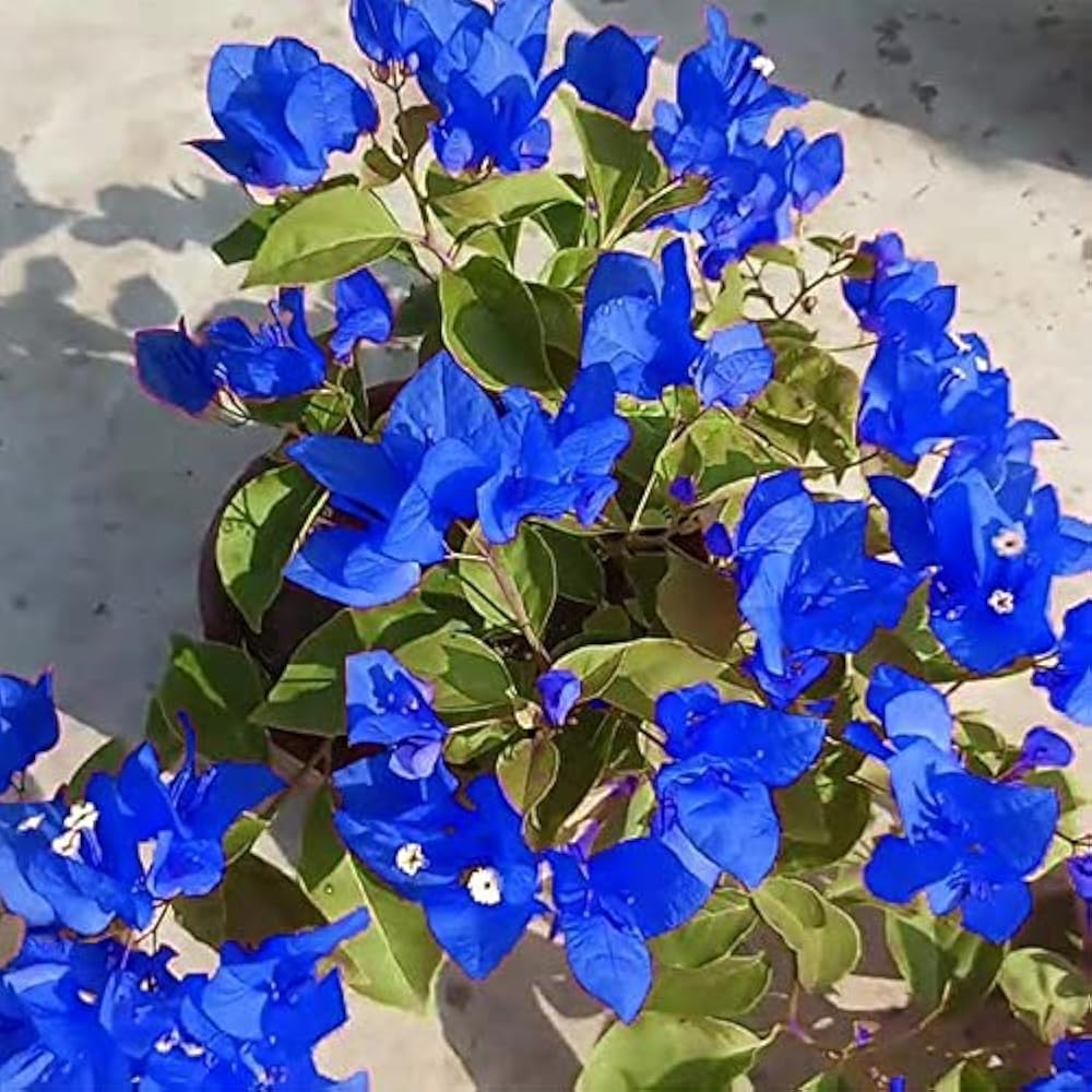 Balcony Blue Bougainvillea plant
