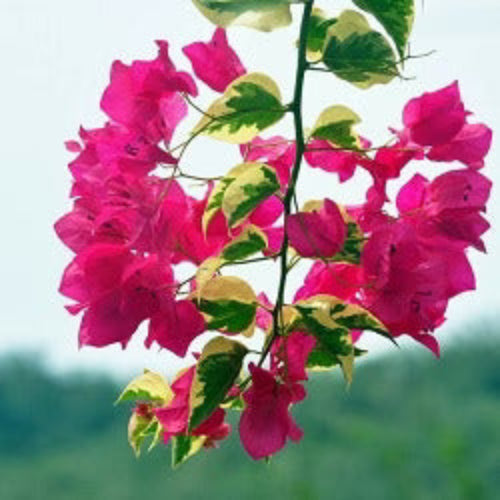 Dark Pink Bougainvillea plant