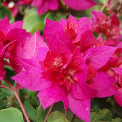 Dark Pink Bougainvillea plant