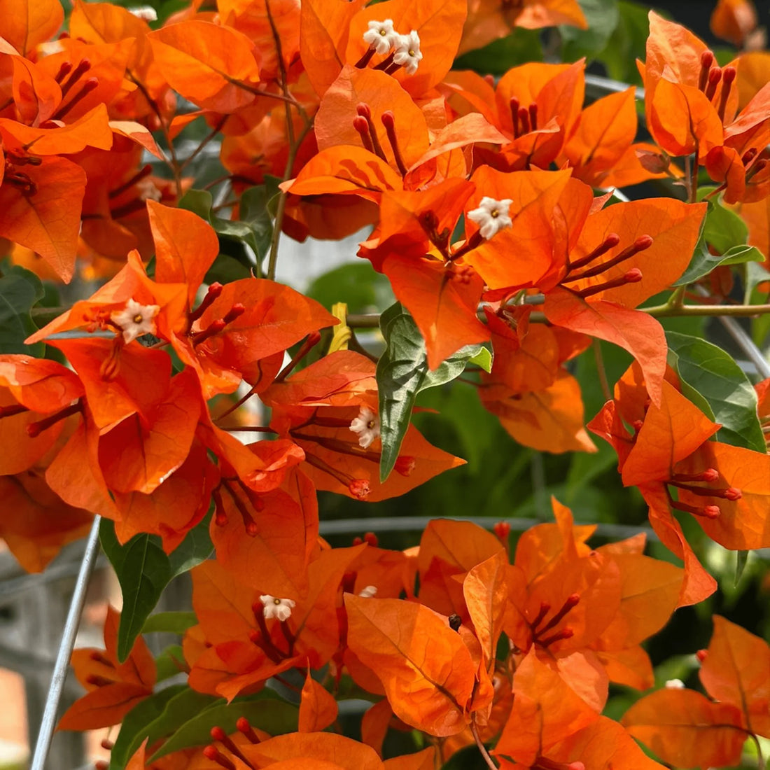 Orange Bougainvillea flower seeds