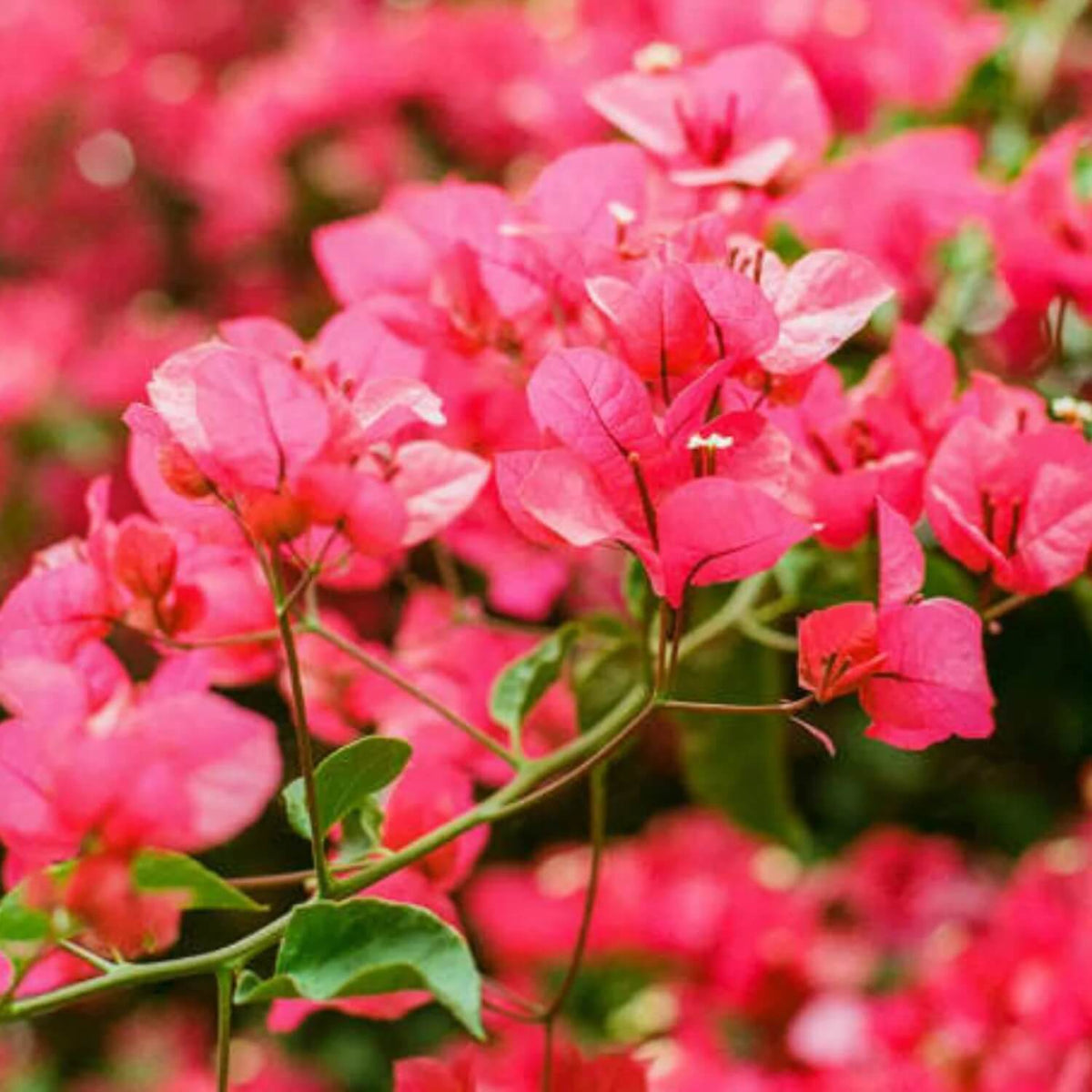 Bougainvillea Glabra plant