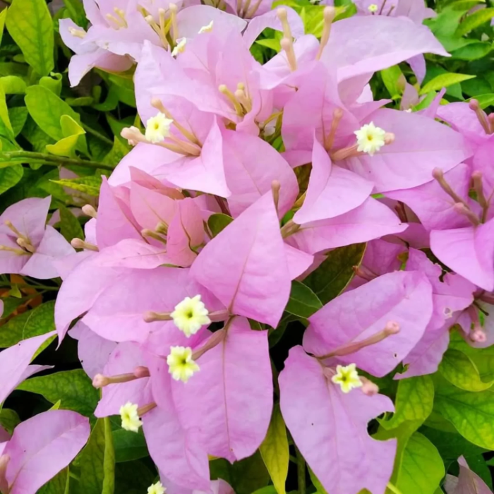 Pink Bougainvillea plant