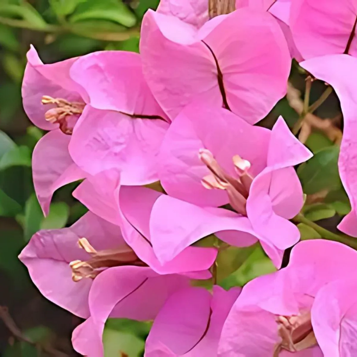 Pink Bougainvillea plant