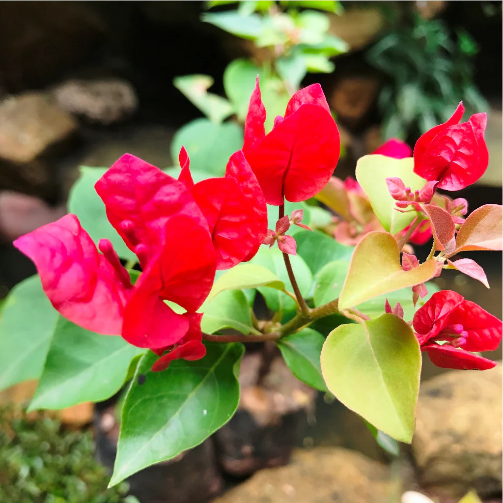 Maroon Bougainvillea flower seeds