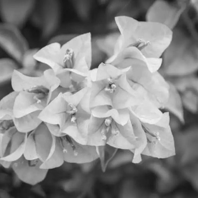 Black Bougainvillea plant