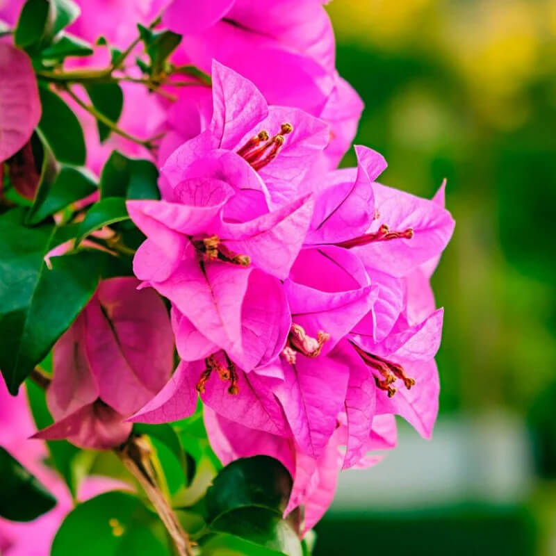 Dark Pink Bougainvillea plant
