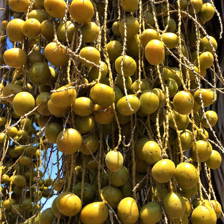 Palm Brahea Armata plant