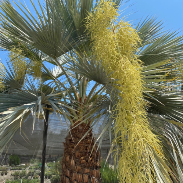 Brahea Armata plant