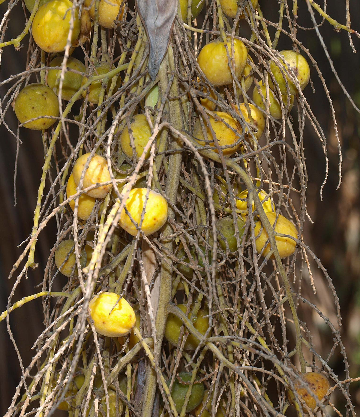 Palm Brahea Armata plant