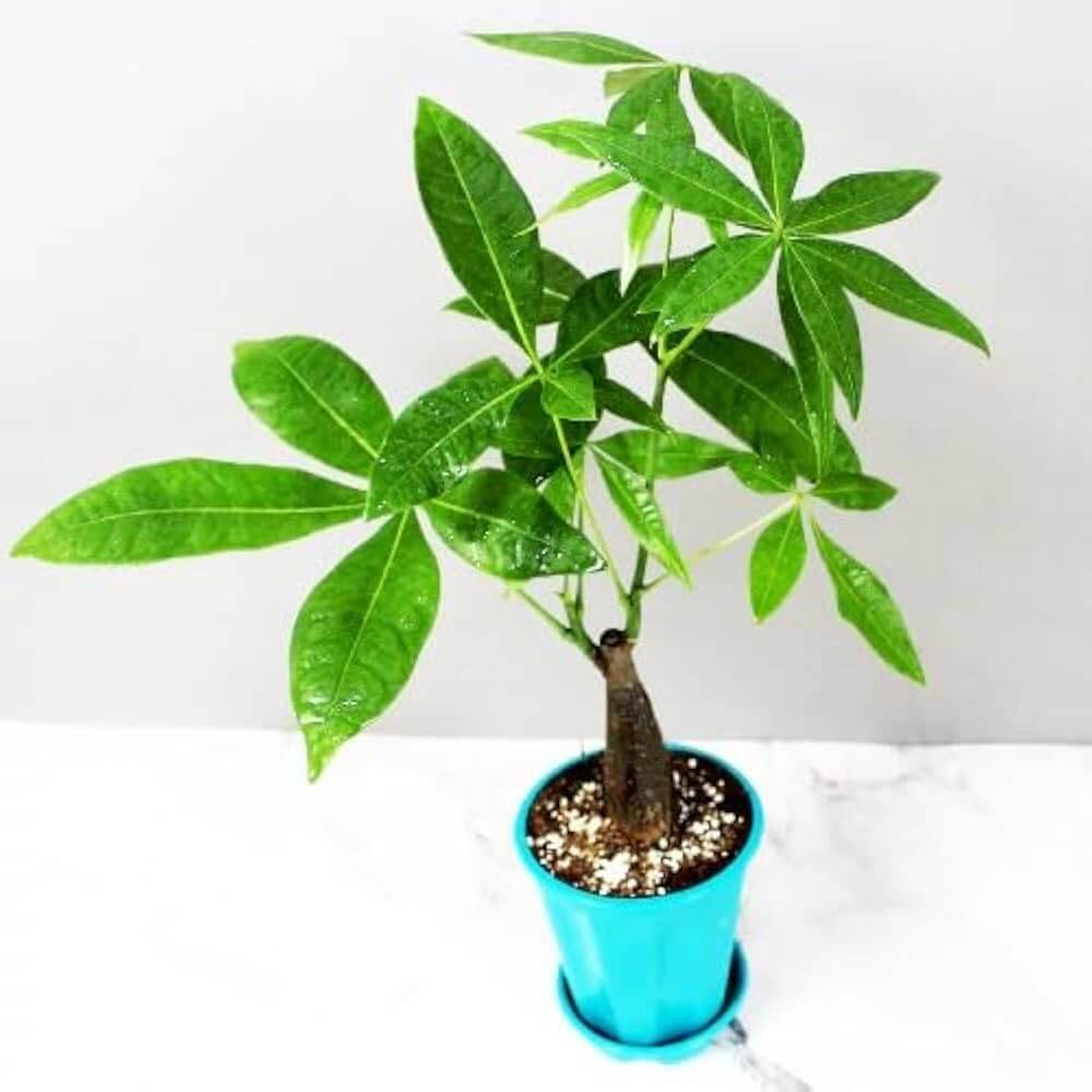 Braided Money Tree plant