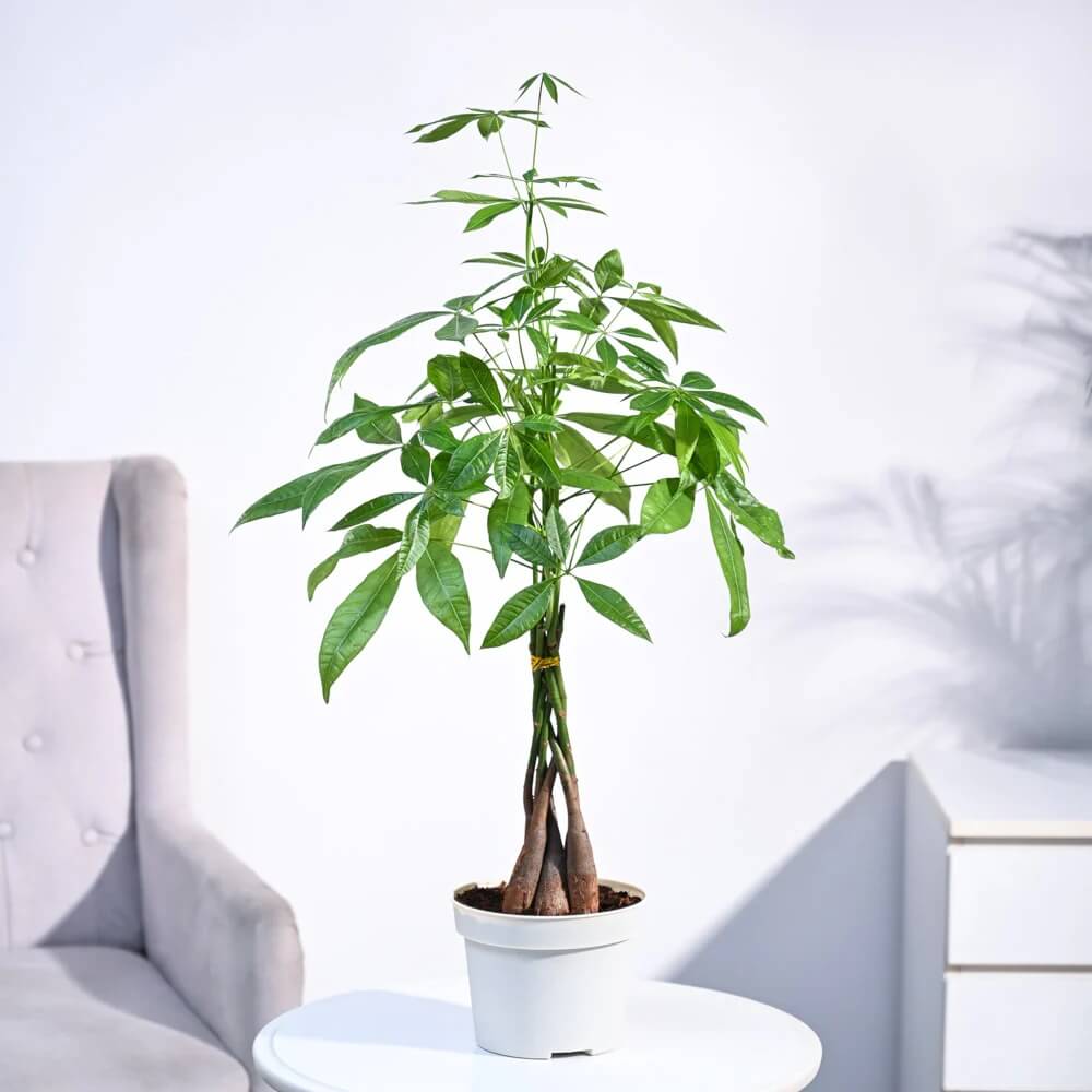 Braided Money Tree plant