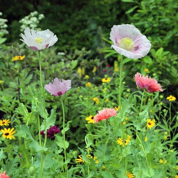 Breadseed Poppy plant