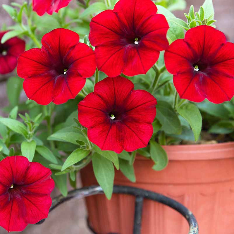 Red Color Petunia plant