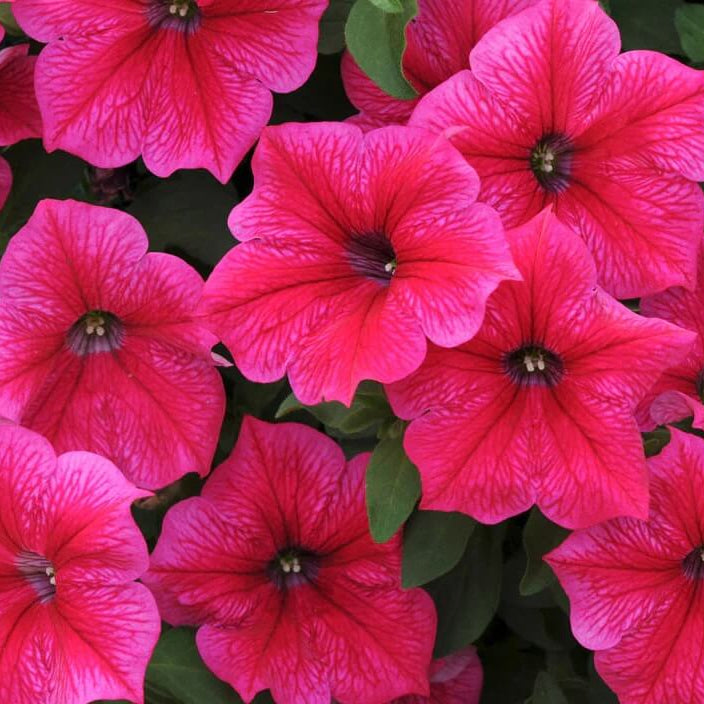 Garden Flower Pack plant