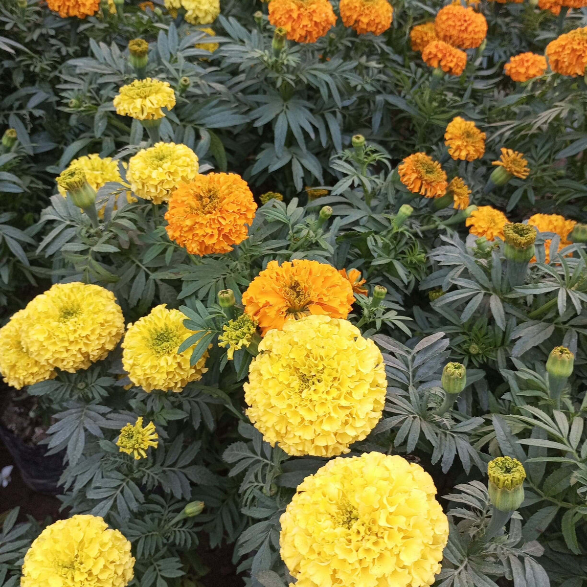 Garden Flower Pack plant