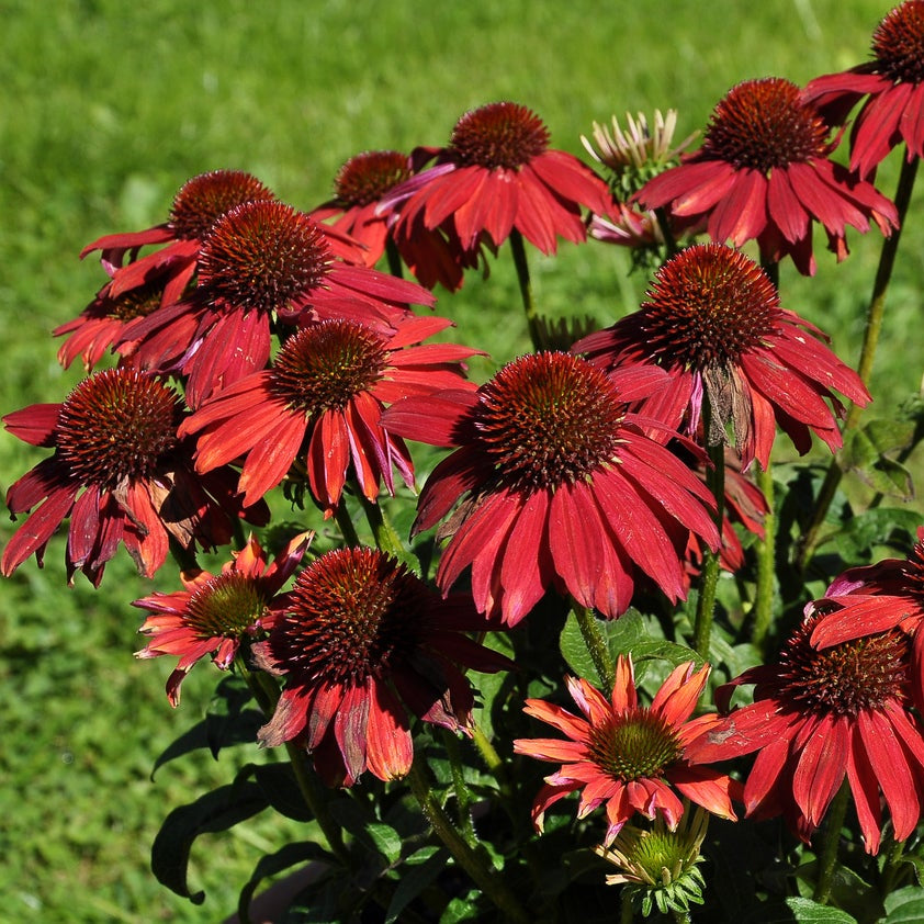 Bright Red Coneflower plant