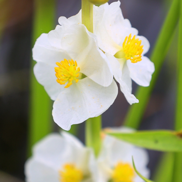 Aquatic Broadleaf Arrowhead plant