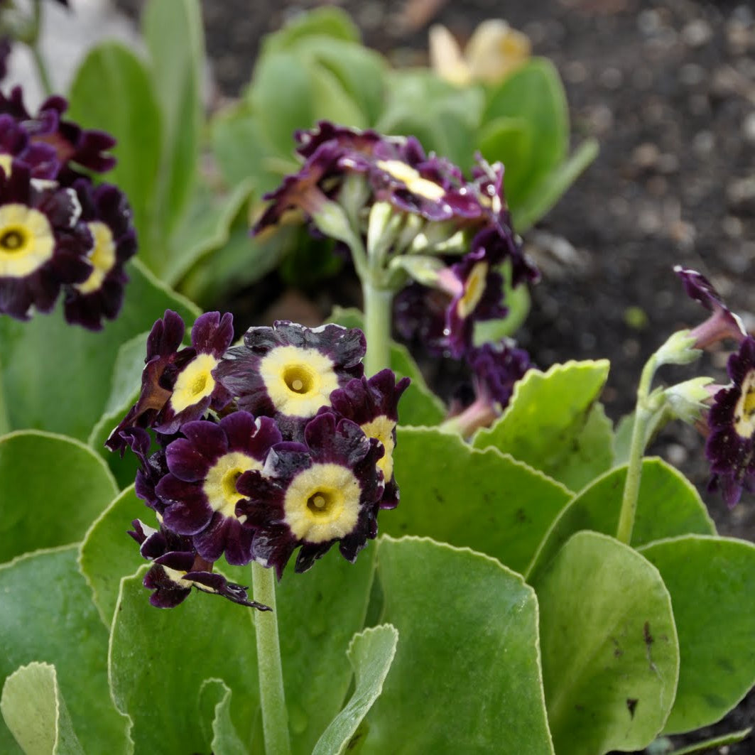 Brown Primula flower seeds