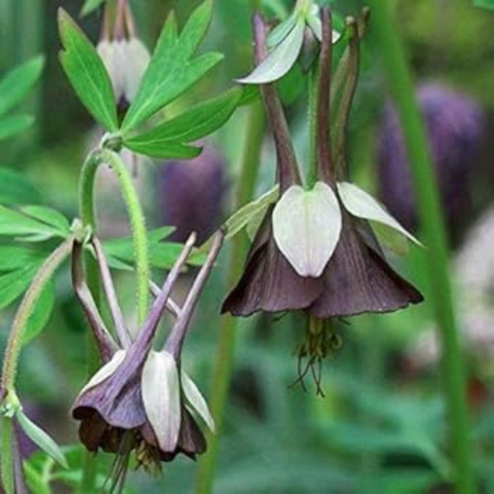 & Green Fuchsia plant