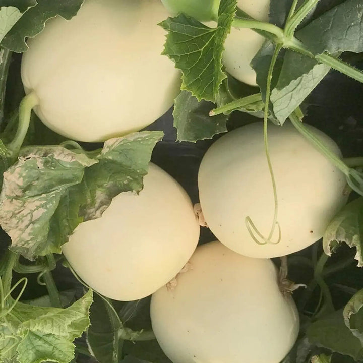 brown-muskmelon-fruit-seeds