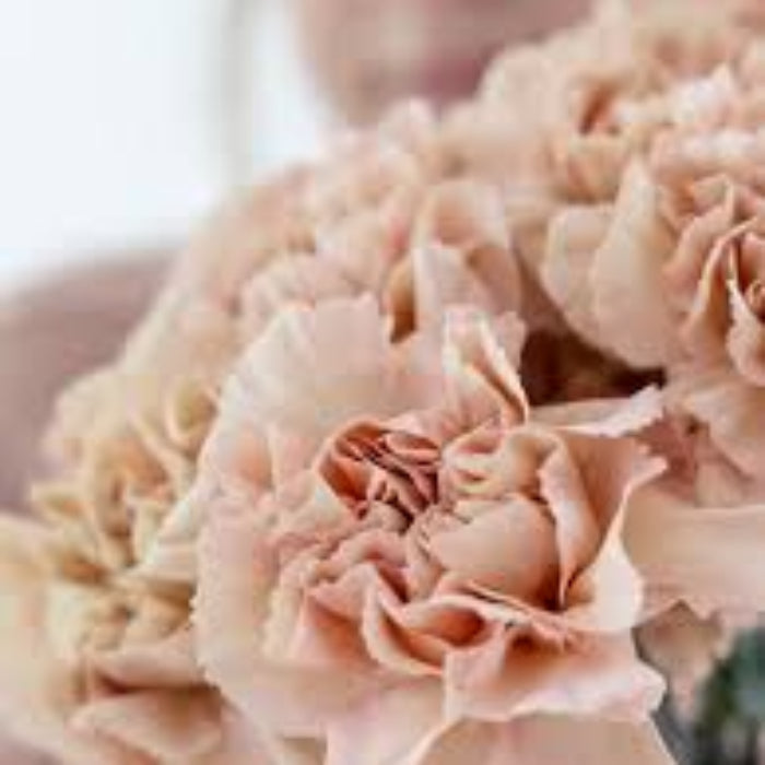Brown White Carnation plant
