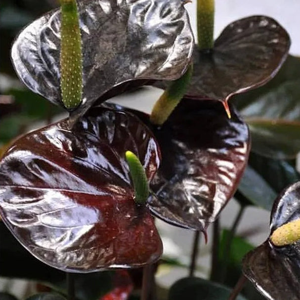 Brown anthurium plant