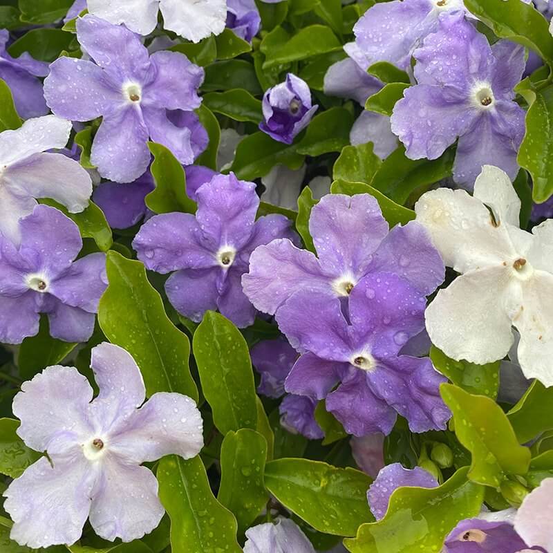 Border Brunfelsia plant