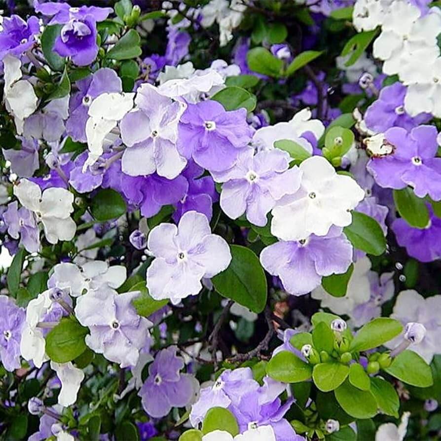 Brunfelsia Pauciflora plant