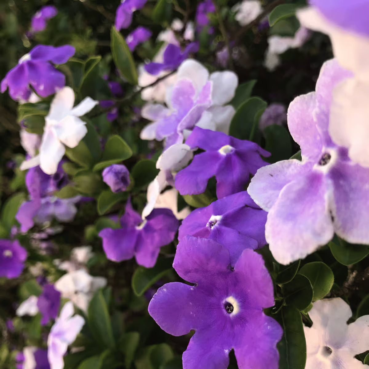 Brunfelsia Pauciflora plant
