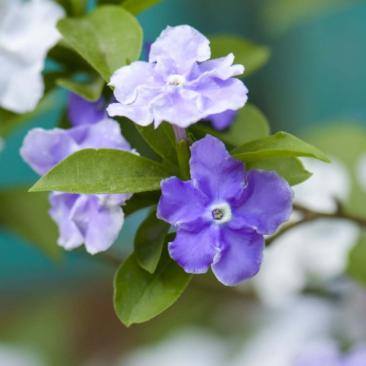 Brunfelsia plant