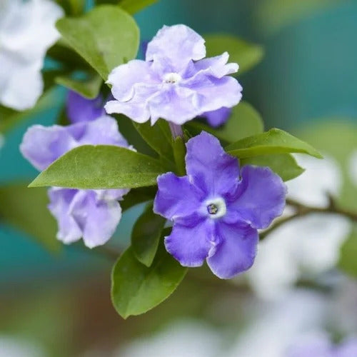 Brunfelsia plant