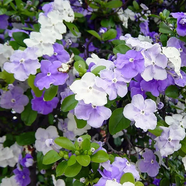 Brunfelsia plant