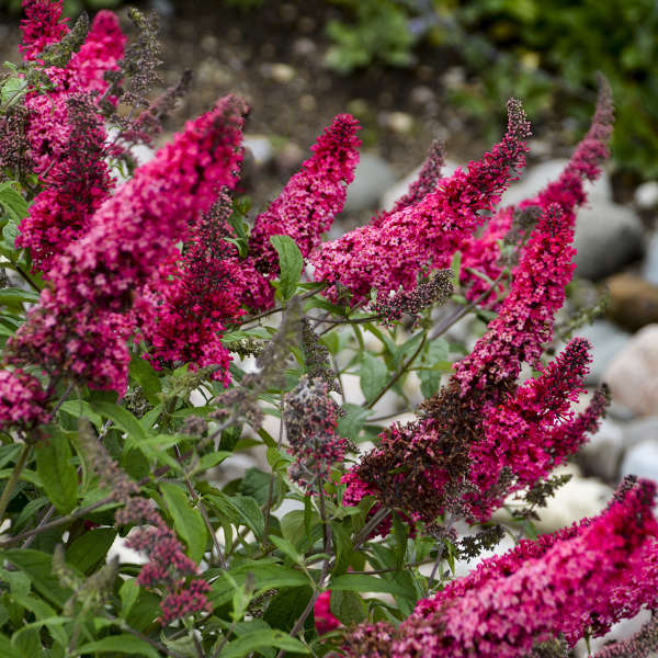Buddleia Davidii flower seeds