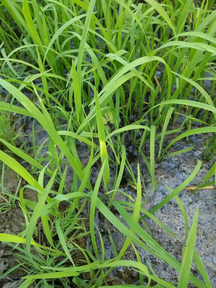Buffalo Grass seeds for planting and mature green Buffalo Grass lawn