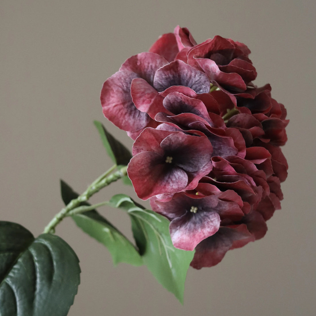 Burgundy Hydrangea flower seeds