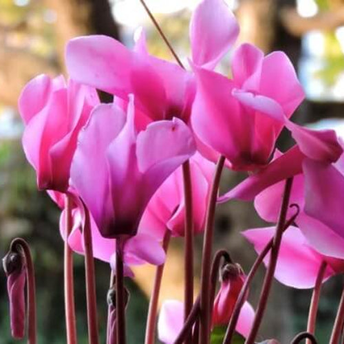 Burgundy Cyclamen plant