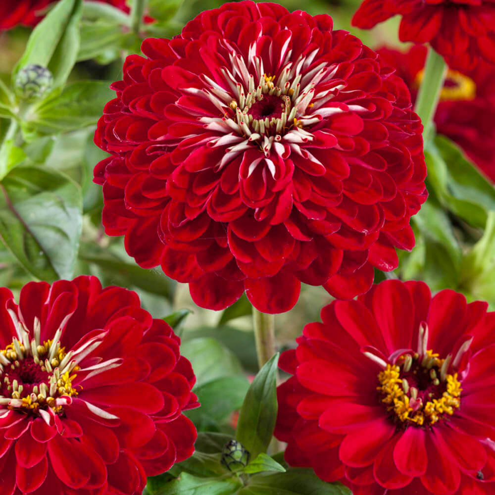 Burgundy Red Zinnia plant