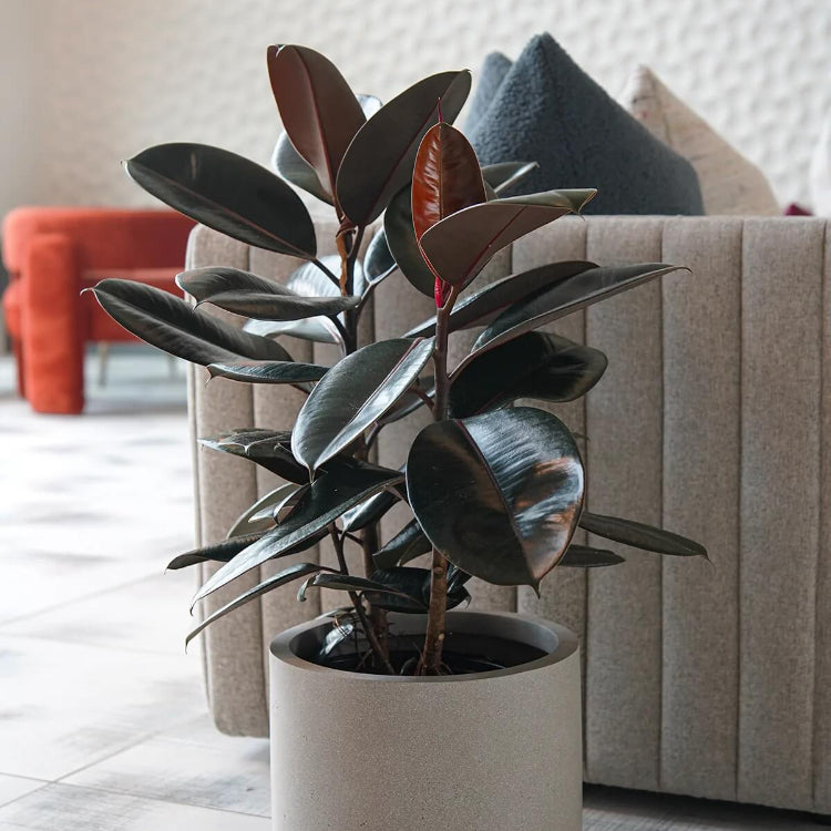 Burgundy Rubber Plant