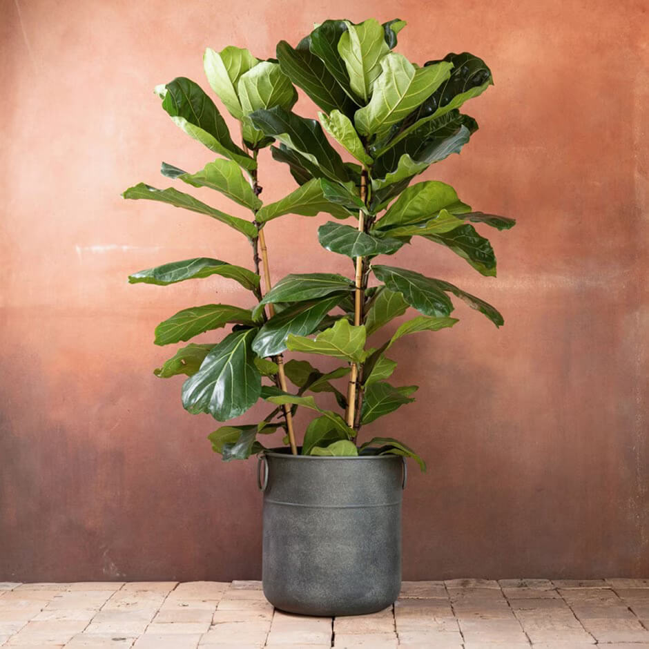 Fiddle Leaf Fig plant