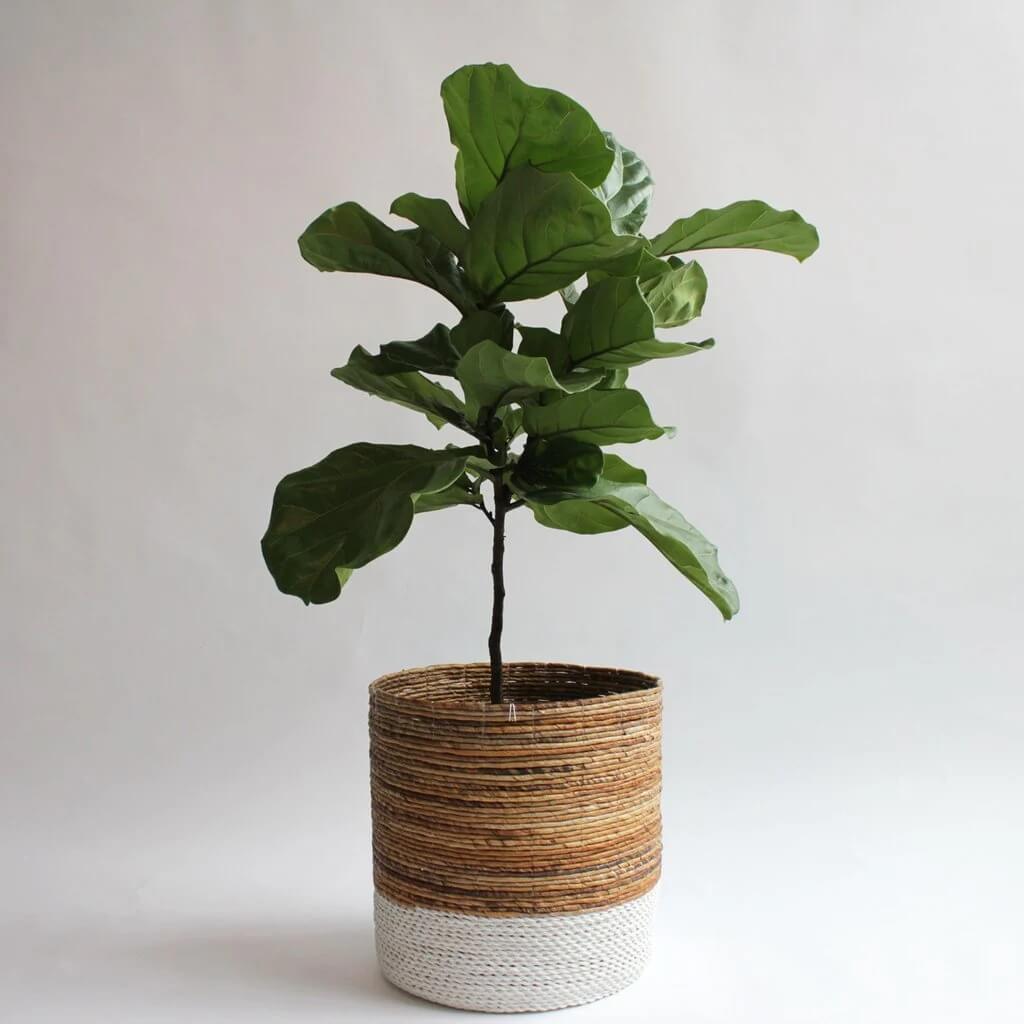 Fiddle Leaf Fig plant