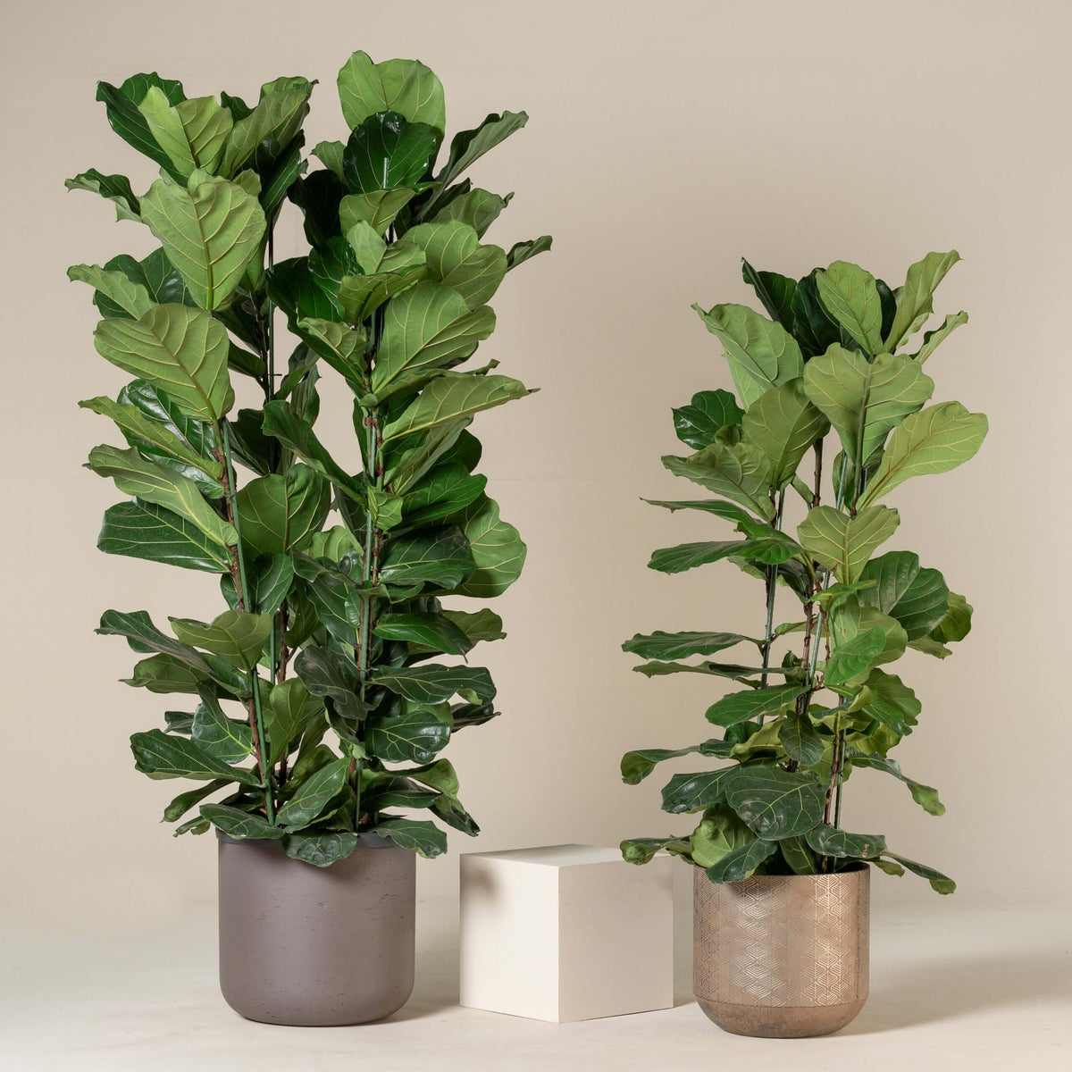 Fiddle Leaf Fig plant