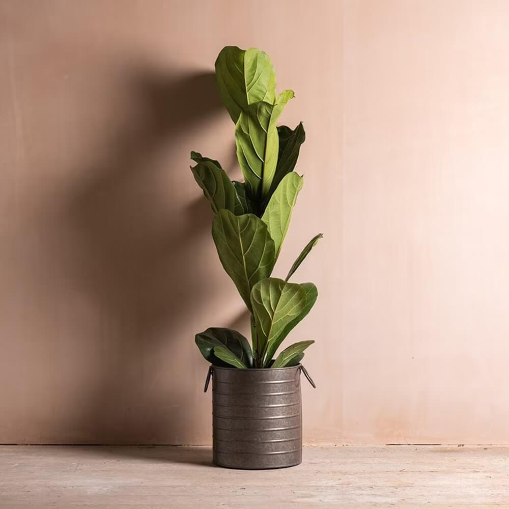 Fiddle Leaf Fig plant