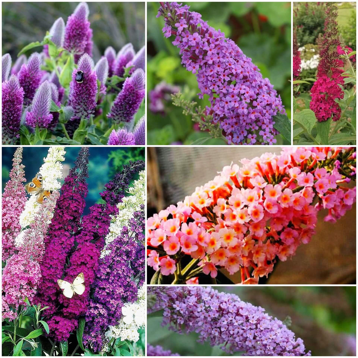 Butterfly Bush plant