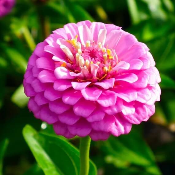 Butterfly Garden Kit plant