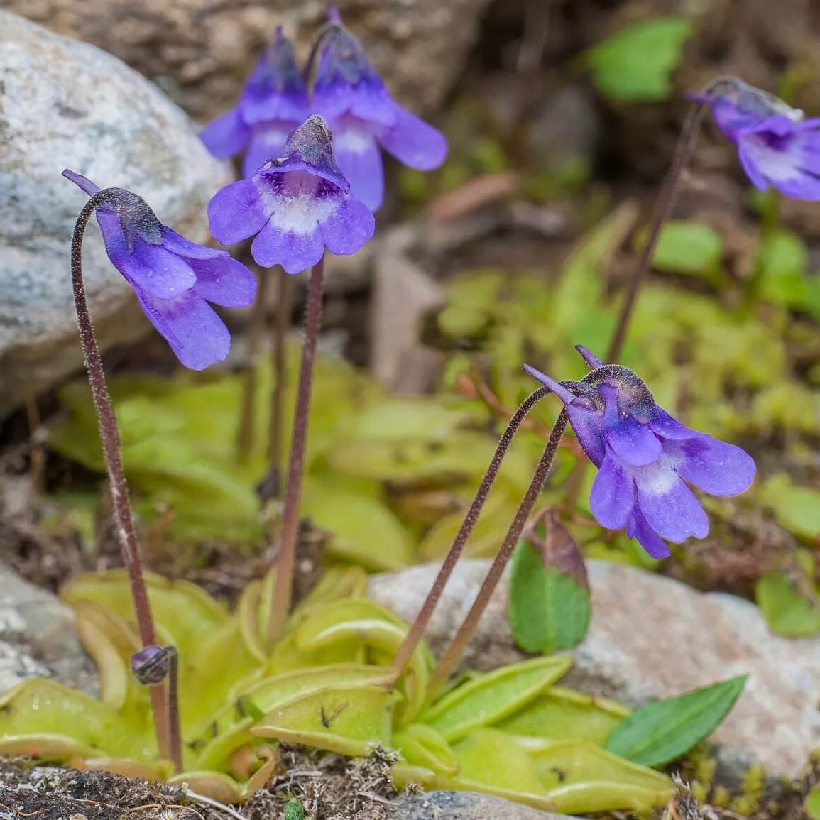 Common Butterwort plant