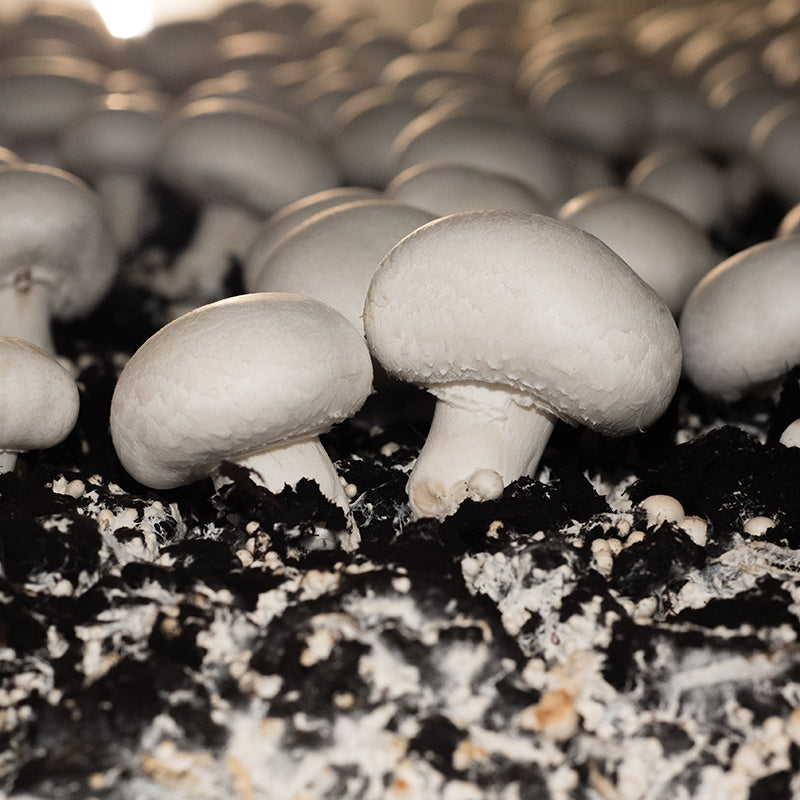 Mushroom Spawn